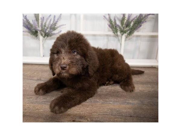 Newfypoo DOG Female Chocolate 1441 Petland Lancaster