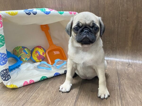 Pug DOG Female FAWN 1523 Petland Lancaster