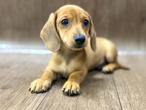 Dachshund DOG Male Red 1540 Petland Lancaster