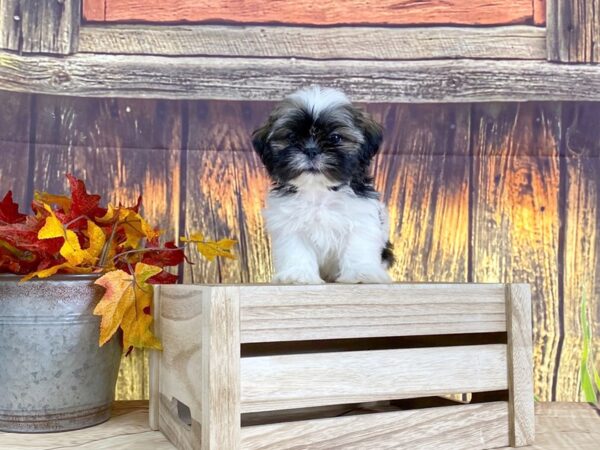 Shih Tzu DOG Male Red / White 1611 Petland Lancaster