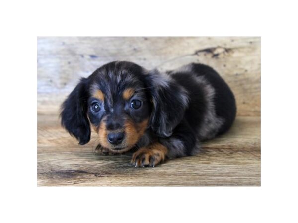 Dachshund DOG Male Black / Tan 1645 Petland Lancaster