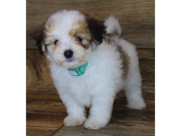 Lhasapoo DOG Male Red Sable 1647 Petland Lancaster
