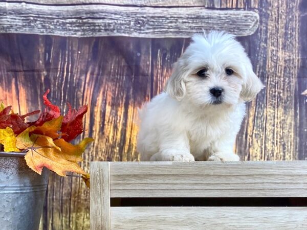 Teddy Bear DOG Female white/cream 1674 Petland Lancaster