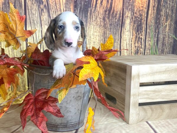 Dachshund DOG Female 1687 Petland Lancaster