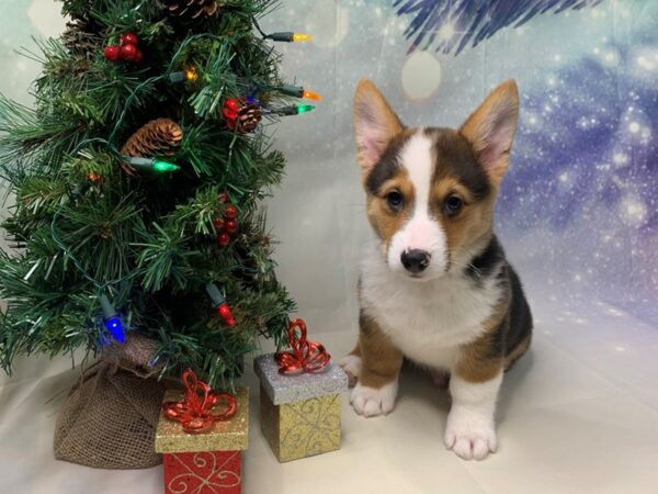 Pembroke Welsh Corgi DOG Male Black White / Tan 1694 Petland Lancaster