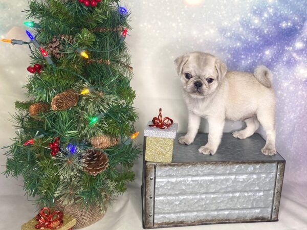 Pug DOG Male fawn 1718 Petland Lancaster