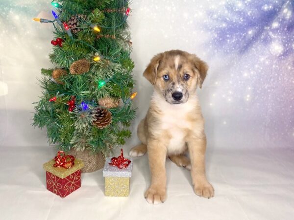 Australian Shepherd/Heeler DOG Male Red Merle 1711 Petland Lancaster