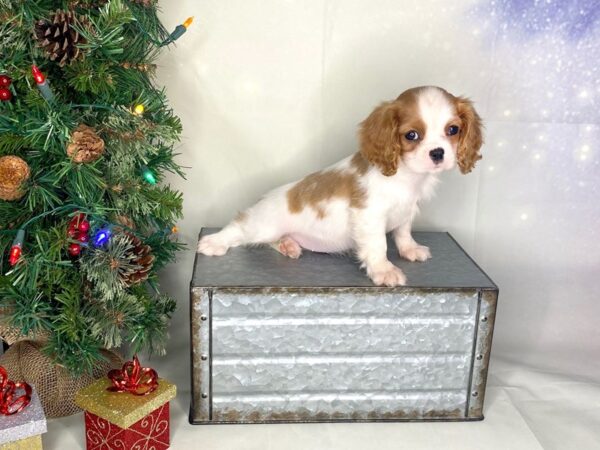 Cavalier King Charles Spaniel DOG Female Blenheim 1725 Petland Lancaster