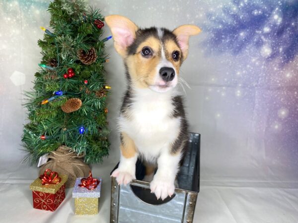 Pembroke Welsh Corgi DOG Male Black White / Tan 1741 Petland Lancaster