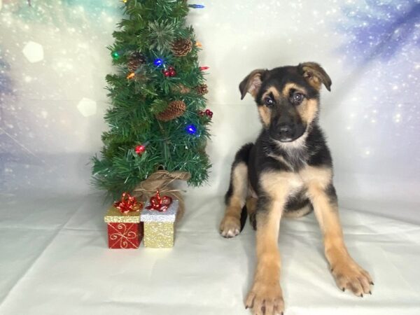 German Shepherd Dog DOG Female Black / Tan 1757 Petland Lancaster