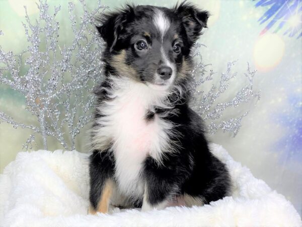 Miniature Australian Shepherd DOG Female Black 1768 Petland Lancaster
