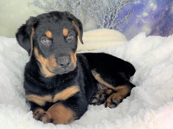 Shepweiler DOG Male Black / Rust 1808 Petland Lancaster