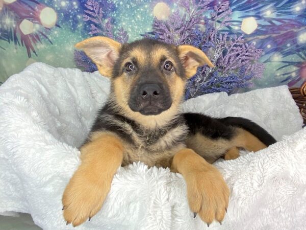 German Shepherd Dog DOG Female Black / Tan 1909 Petland Lancaster