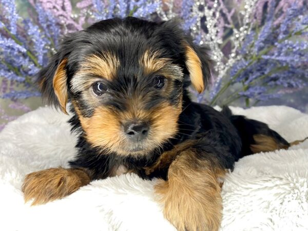 Yorkshire Terrier DOG Male Blk and Tan 2001 Petland Lancaster
