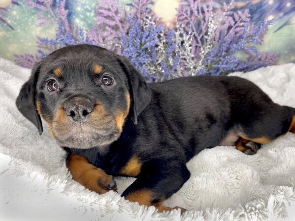 Rottweiler DOG Female Black / Mahogany 2002 Petland Lancaster