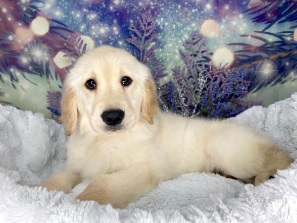 Golden Retriever DOG Female Light Golden 2012 Petland Lancaster