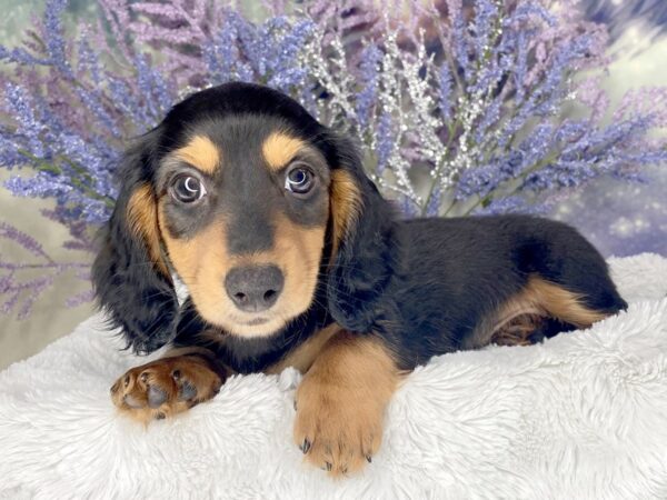 Dachshund DOG Female Black / Tan 2017 Petland Lancaster