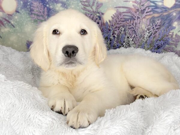 Golden Retriever DOG Male Cream 2061 Petland Lancaster