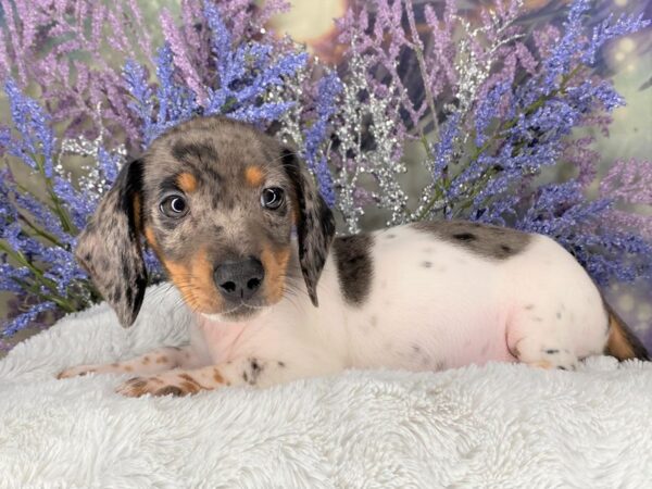 Dachshund DOG Male Black / Tan 2057 Petland Lancaster