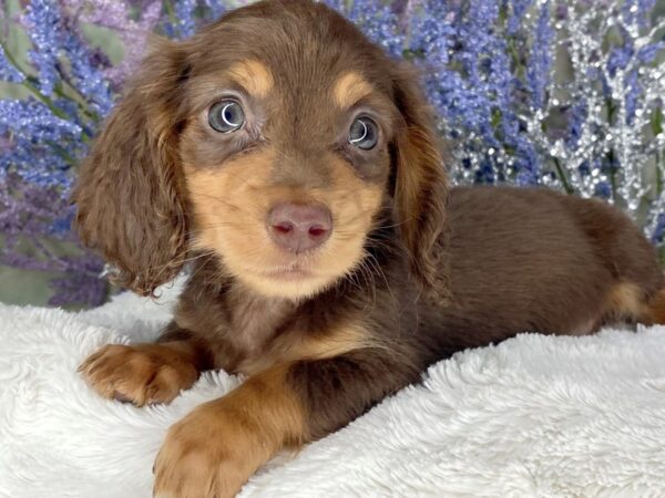 Dachshund DOG Male Chocolate / Tan 2104 Petland Lancaster