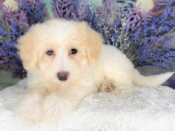 Bichonpoo-DOG-Female-Cream / White-2105-Petland Lancaster
