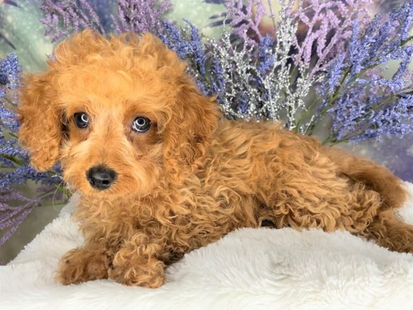 Mini Cavapoo DOG Female Red 2115 Petland Lancaster