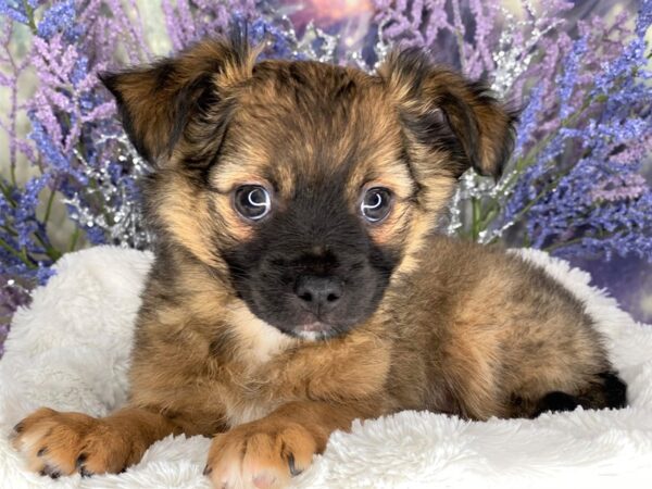 Chihuahua DOG Male Black Sabled Fawn 2120 Petland Lancaster