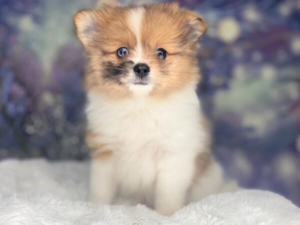 Pomeranian DOG Female Orange 2157 Petland Lancaster
