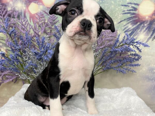 Boston Terrier DOG Female Black / White 2166 Petland Lancaster