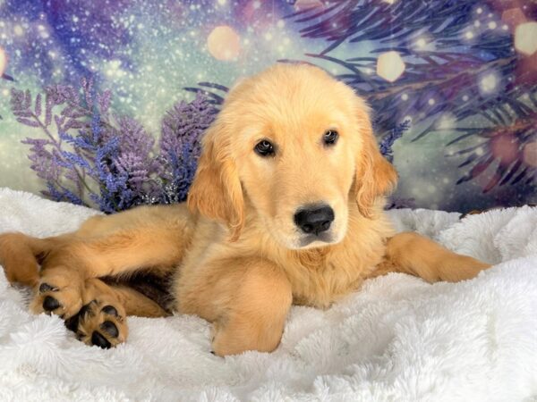 Golden Retriever DOG Male Golden 2165 Petland Lancaster