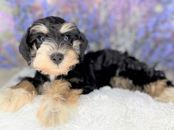 Miniature Schnauzer DOG Male Black 2188 Petland Lancaster