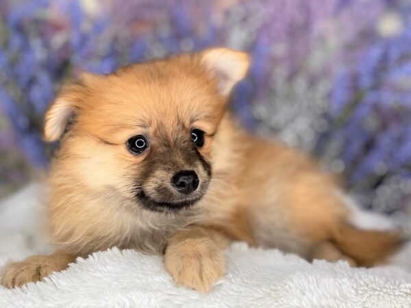 Pomeranian DOG Female 2185 Petland Lancaster