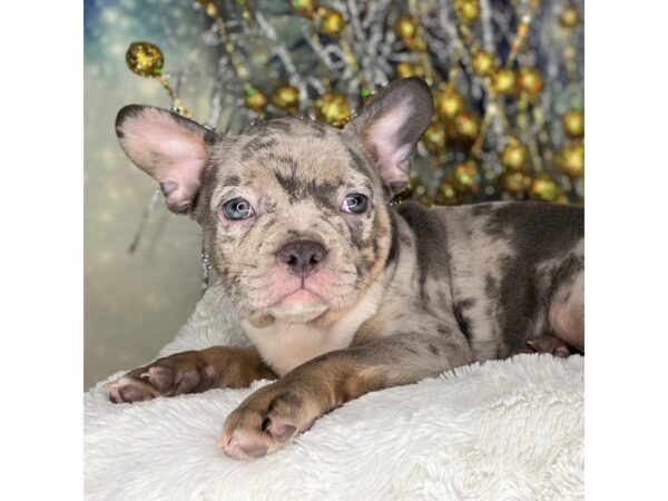 Frenchton DOG Female blue merle 2219 Petland Lancaster