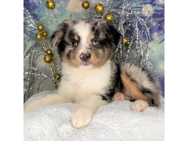 Miniature Australian Shepherd DOG Male BLUE MERLE 2372 Petland Lancaster