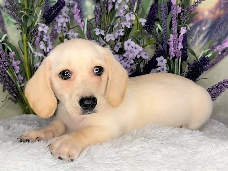 Cream smooth coat dachshund 2025