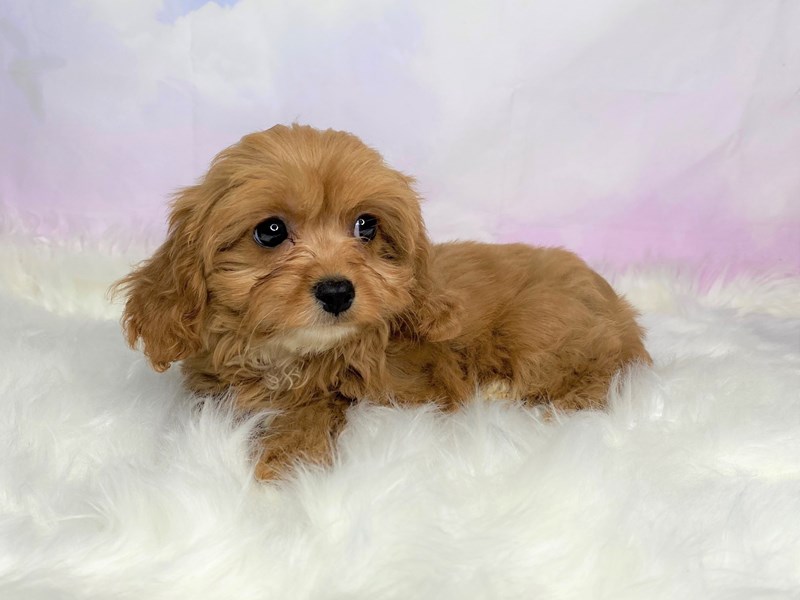 Teacup best sale cavapoo puppy